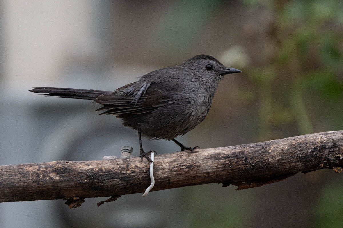 Gray Catbird - ML612530845