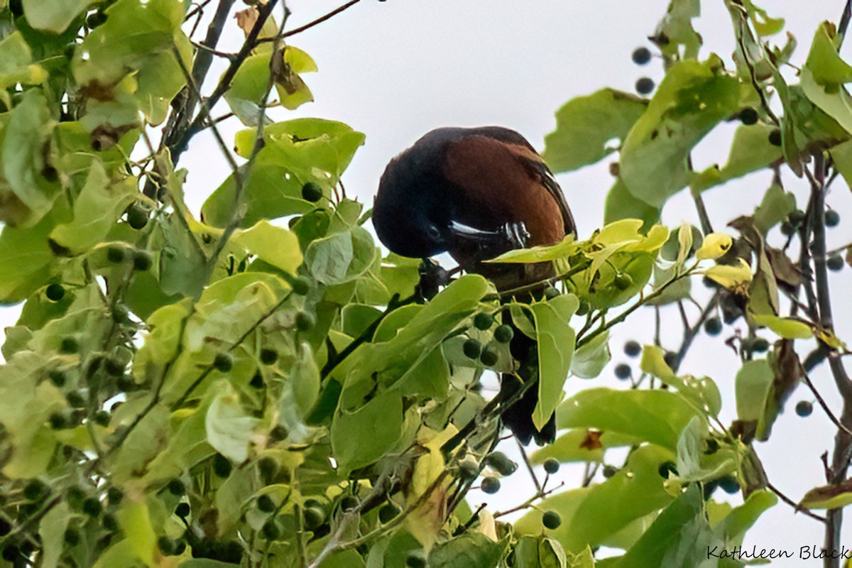 Orchard Oriole - ML612530873