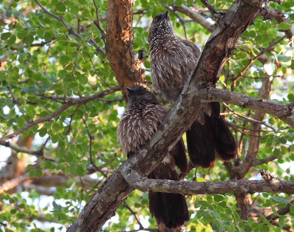 Arrow-marked Babbler - ML612530937