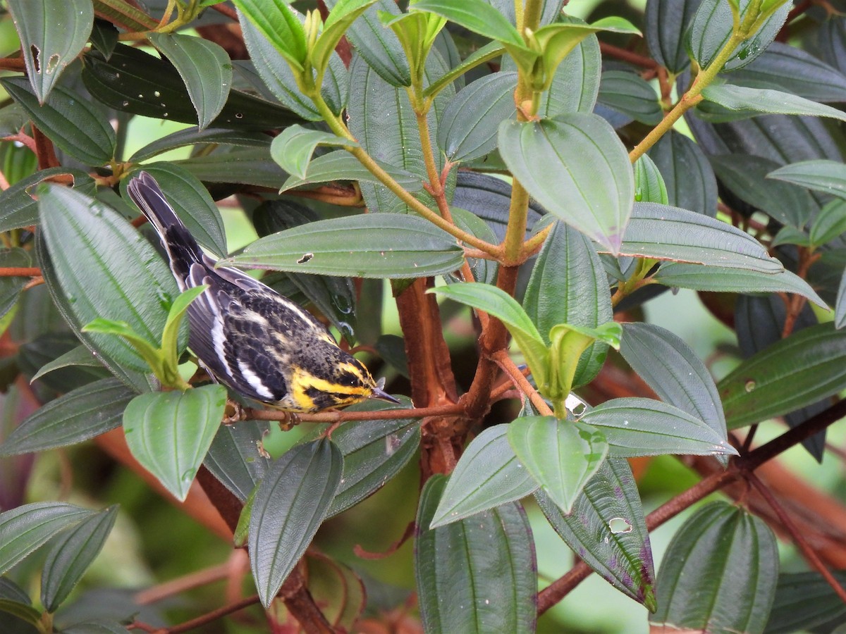 Blackburnian Warbler - ML612530947