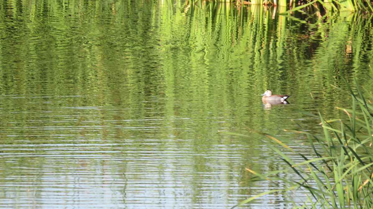 Ringed Teal - ML612530980