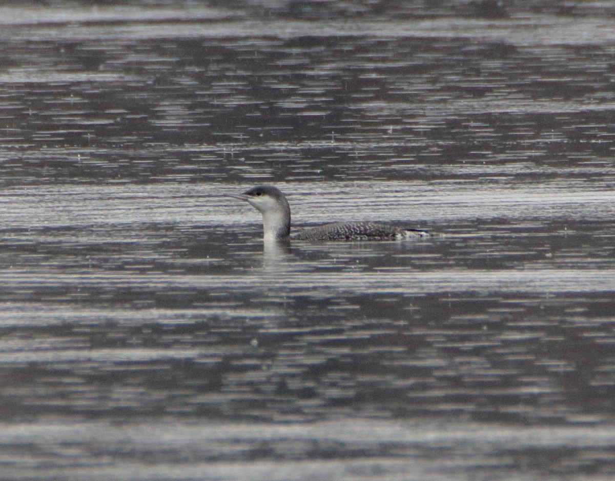 Red-throated Loon - ML612531034