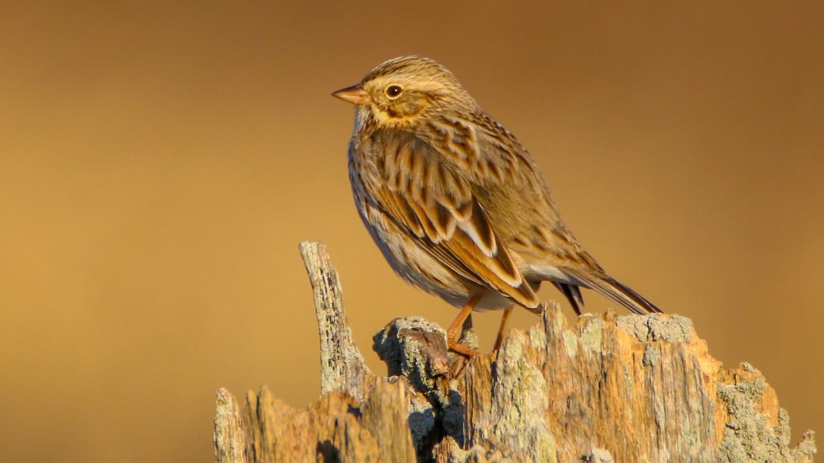 Savannah Sparrow - Jack McDonald