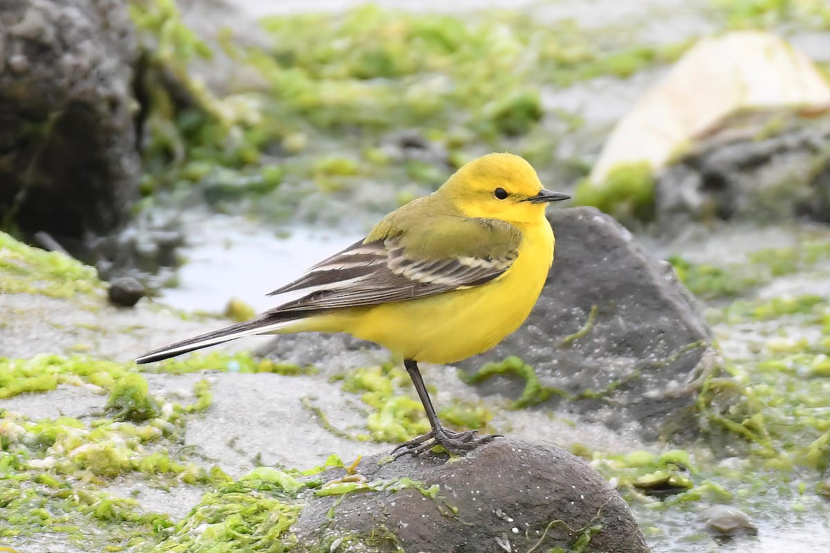 Western Yellow Wagtail (flavissima) - ML612531076