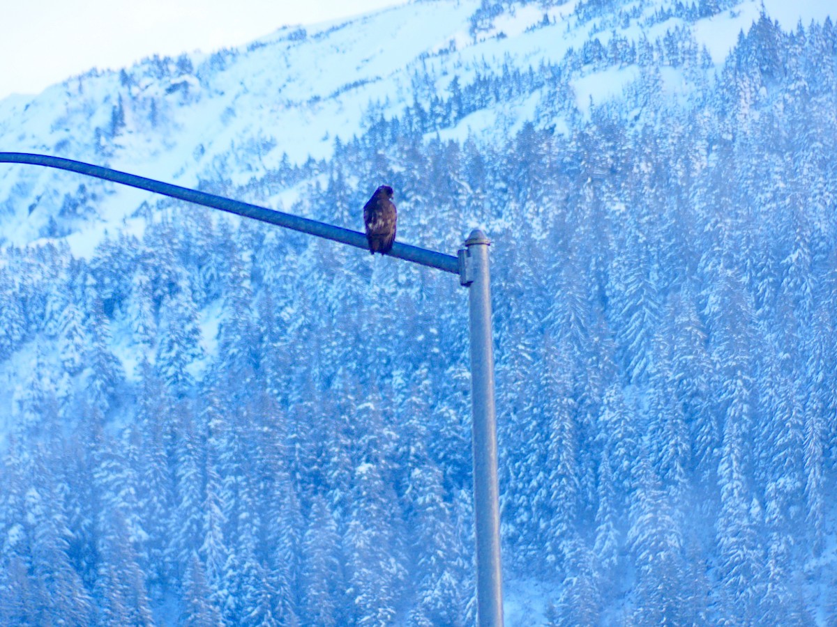 Red-tailed Hawk (Harlan's) - ML612531103