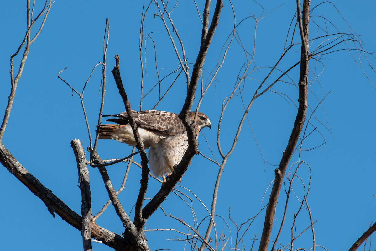 Red-tailed Hawk - ML612531177