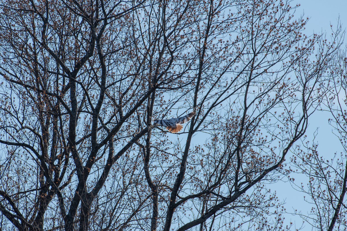 Red-tailed Hawk - ML612531194