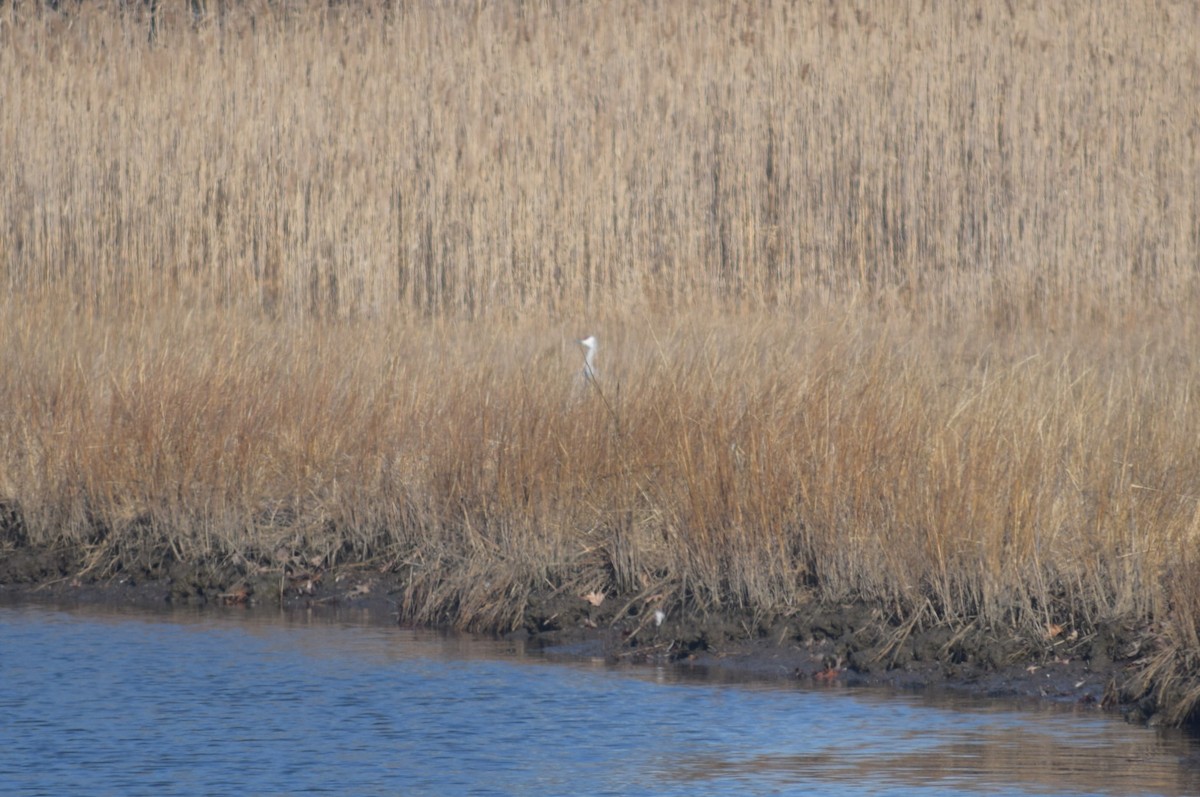 Sandhill Crane - ML612531223