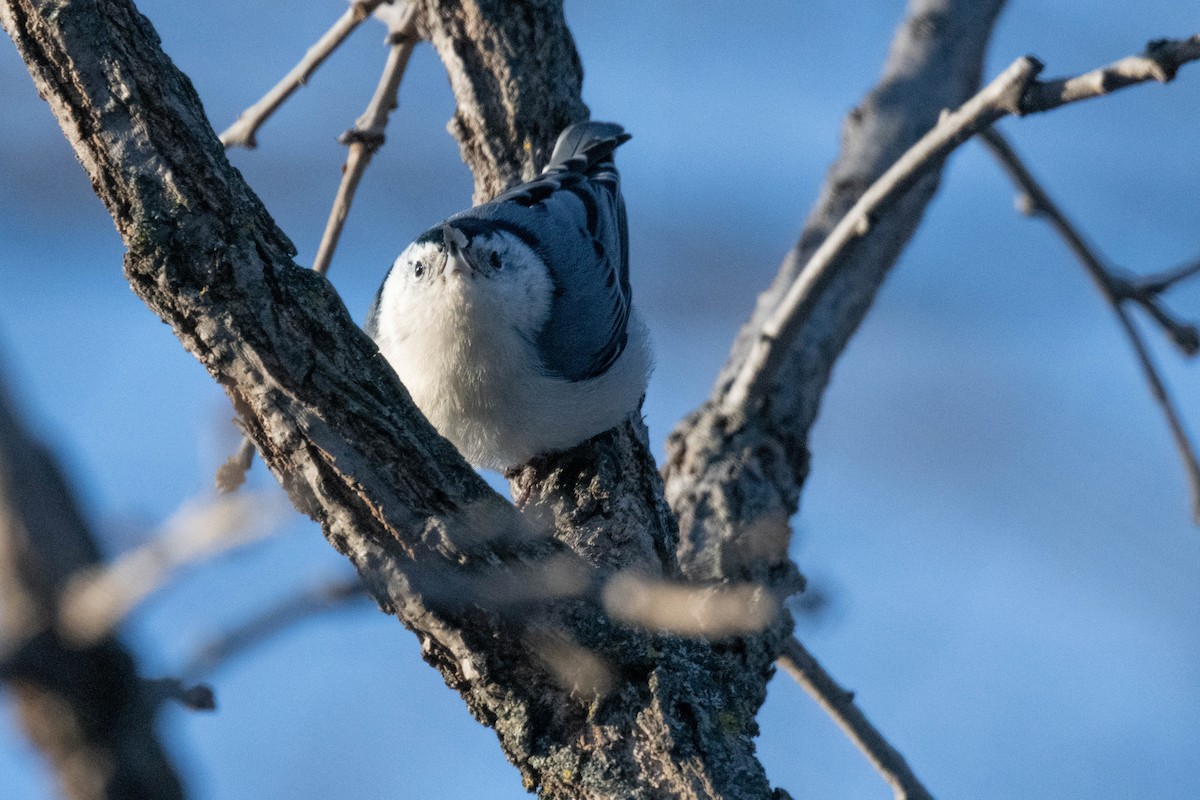 White-breasted Nuthatch - ML612531231