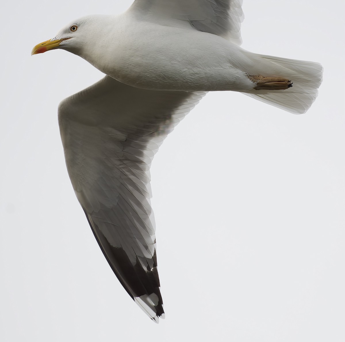 gråmåke - ML612531264