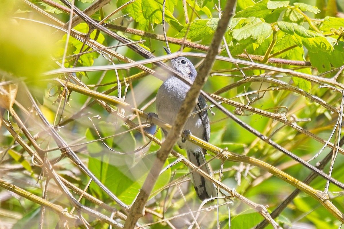 Masked Gnatcatcher - ML612531301