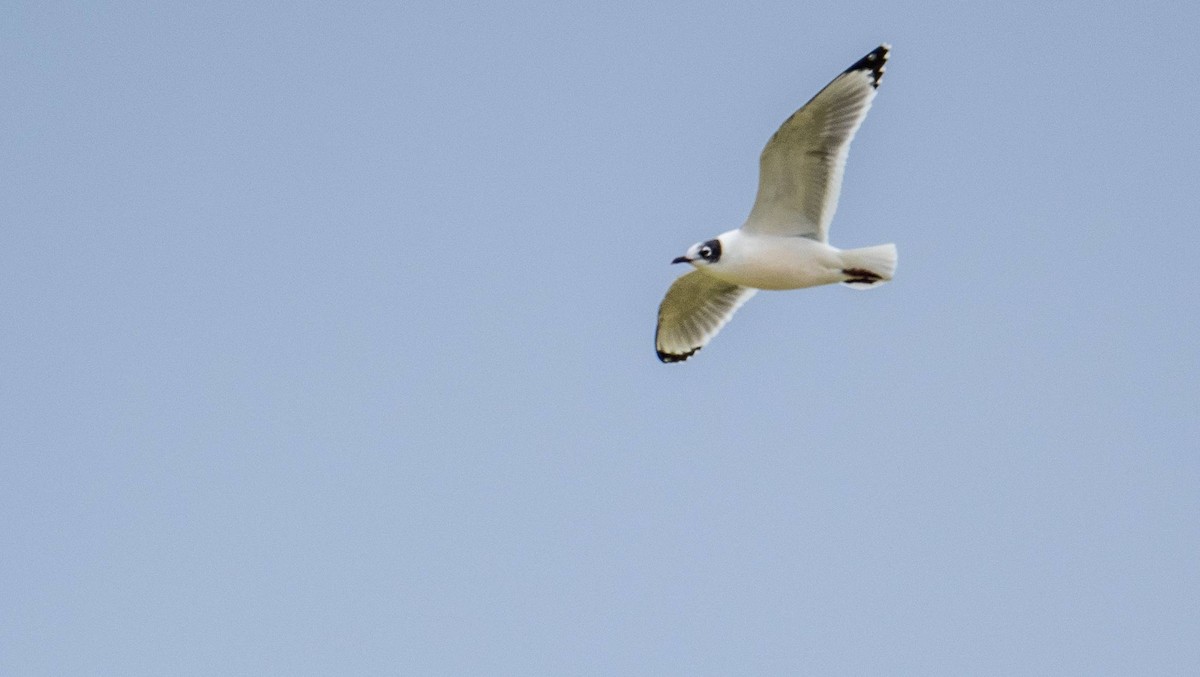 Franklin's Gull - Matt M.