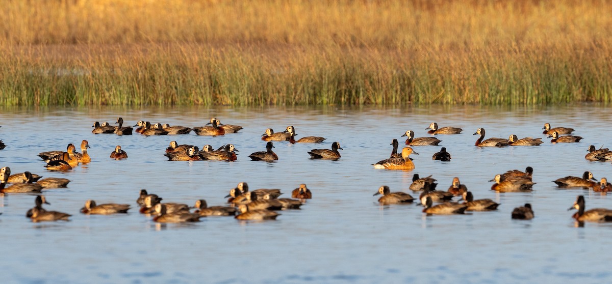 Fulvous Whistling-Duck - ML612531327