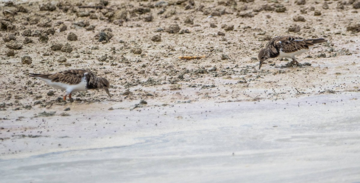 Ruddy Turnstone - ML612531332