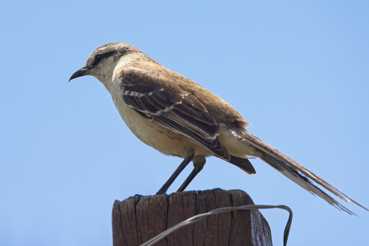 Chalk-browed Mockingbird - ML612531360