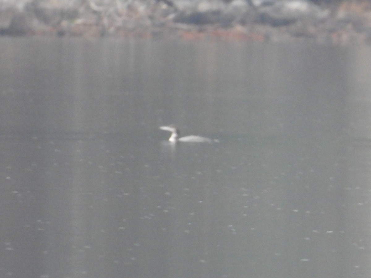 Common Loon - ML612531504