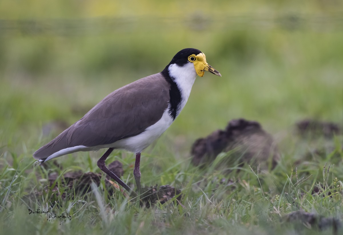 Masked Lapwing - Duc Hoang