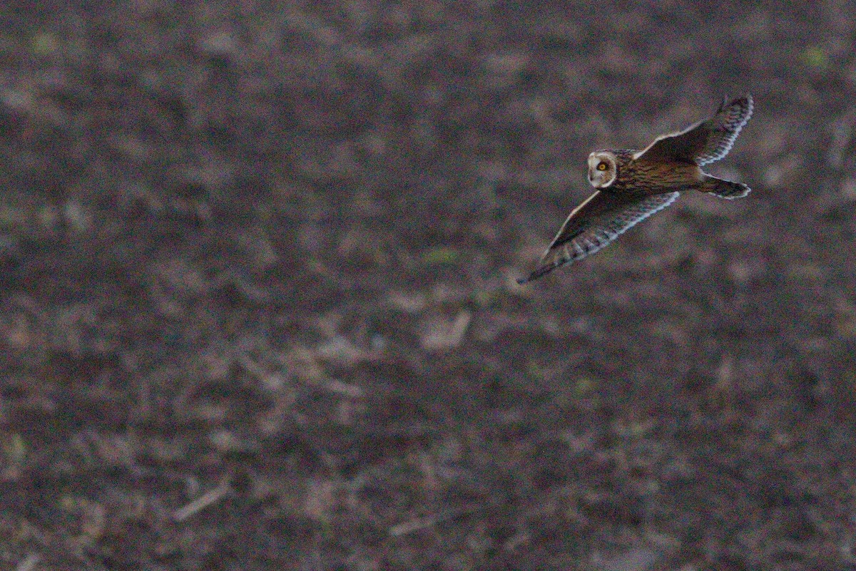 Short-eared Owl - ML612531638