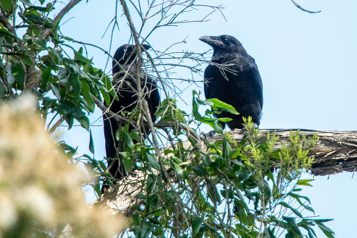 Australian Raven - ML612531666