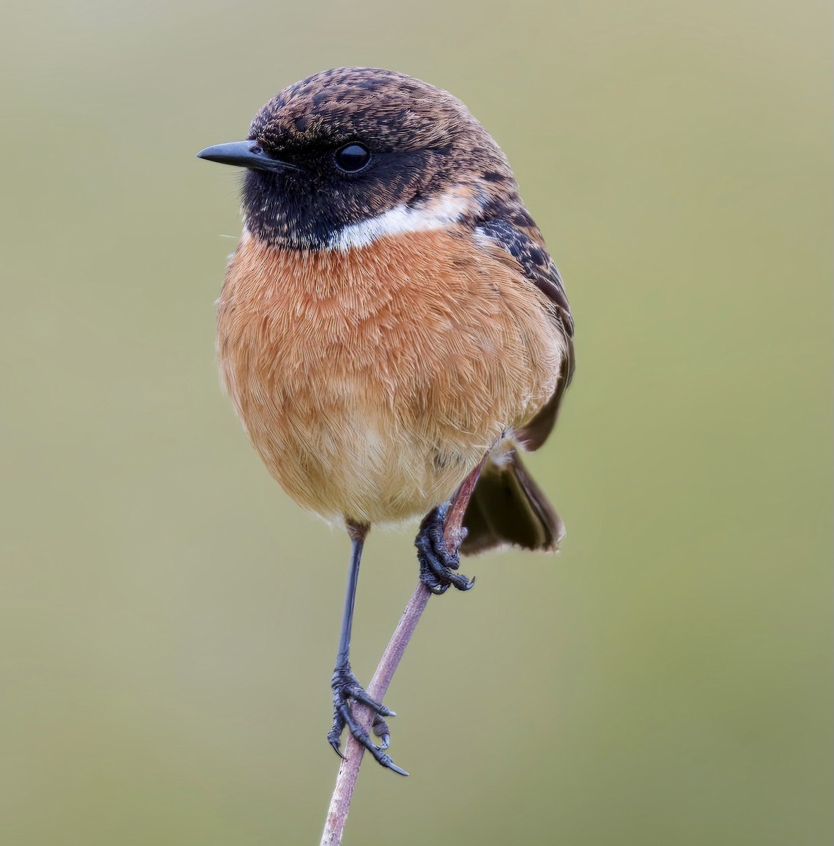 European Stonechat - ML612531710