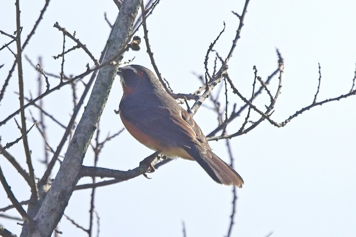 Black-and-rufous Warbling Finch - Piming Kuo