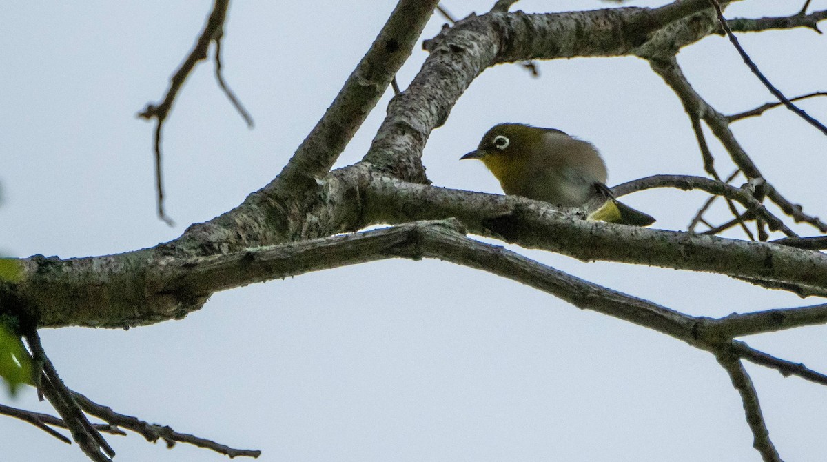 Warbling White-eye - ML612531746