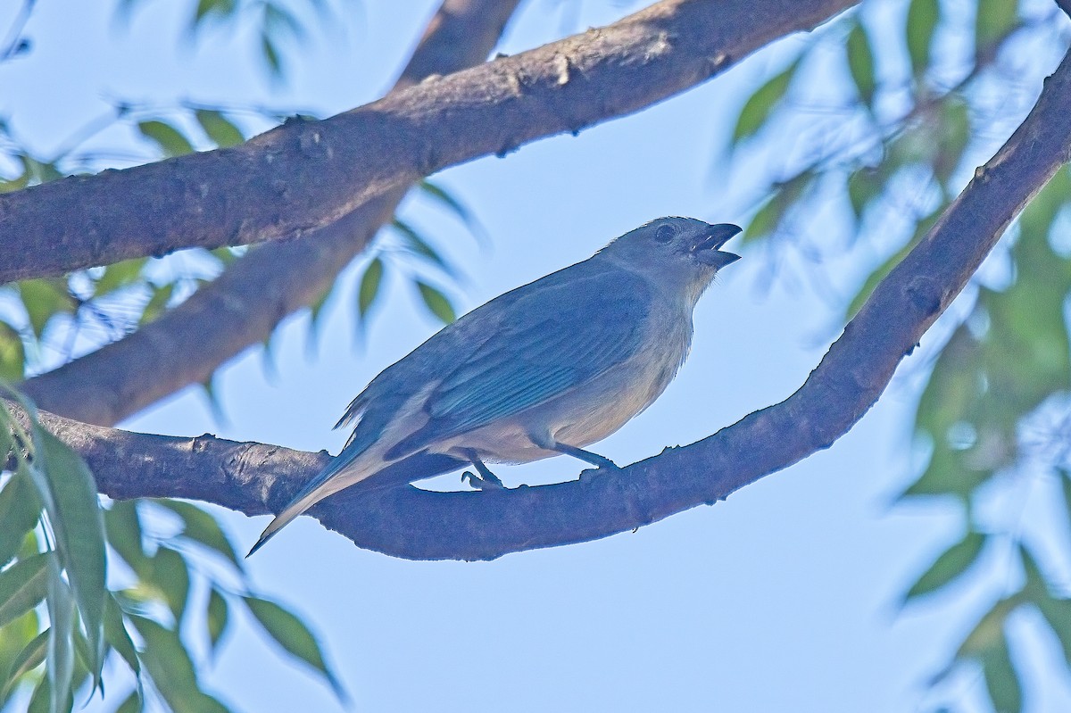 Sayaca Tanager - ML612531749