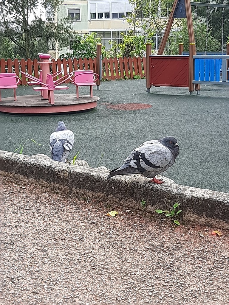 Rock Pigeon (Feral Pigeon) - ML612531763