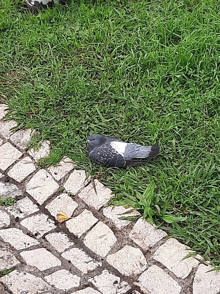 Rock Pigeon (Feral Pigeon) - Frederico Henriques