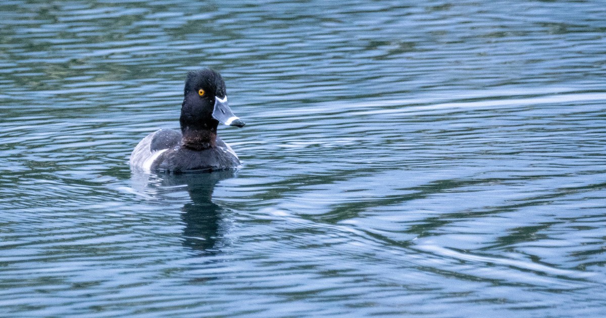 Ring-necked Duck - Matt M.