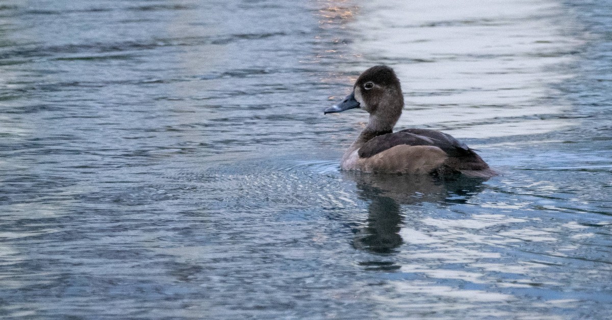 Ring-necked Duck - Matt M.