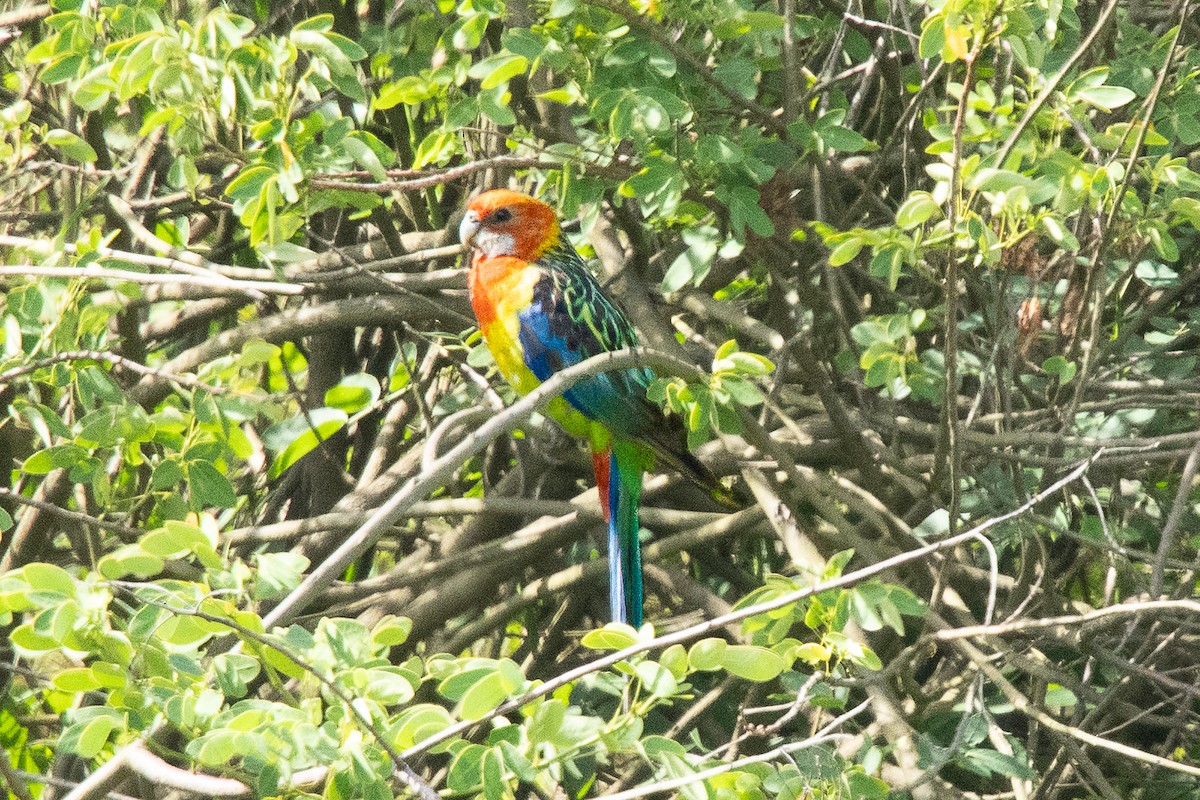 Eastern Rosella - ML612531792