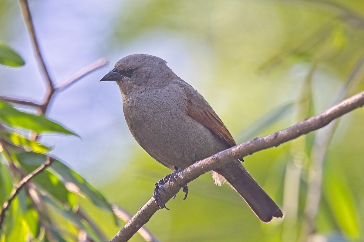 クリバネコウウチョウ - ML612531822