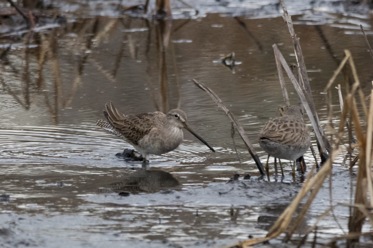 Short-billed/Long-billed Dowitcher - Alex Tey