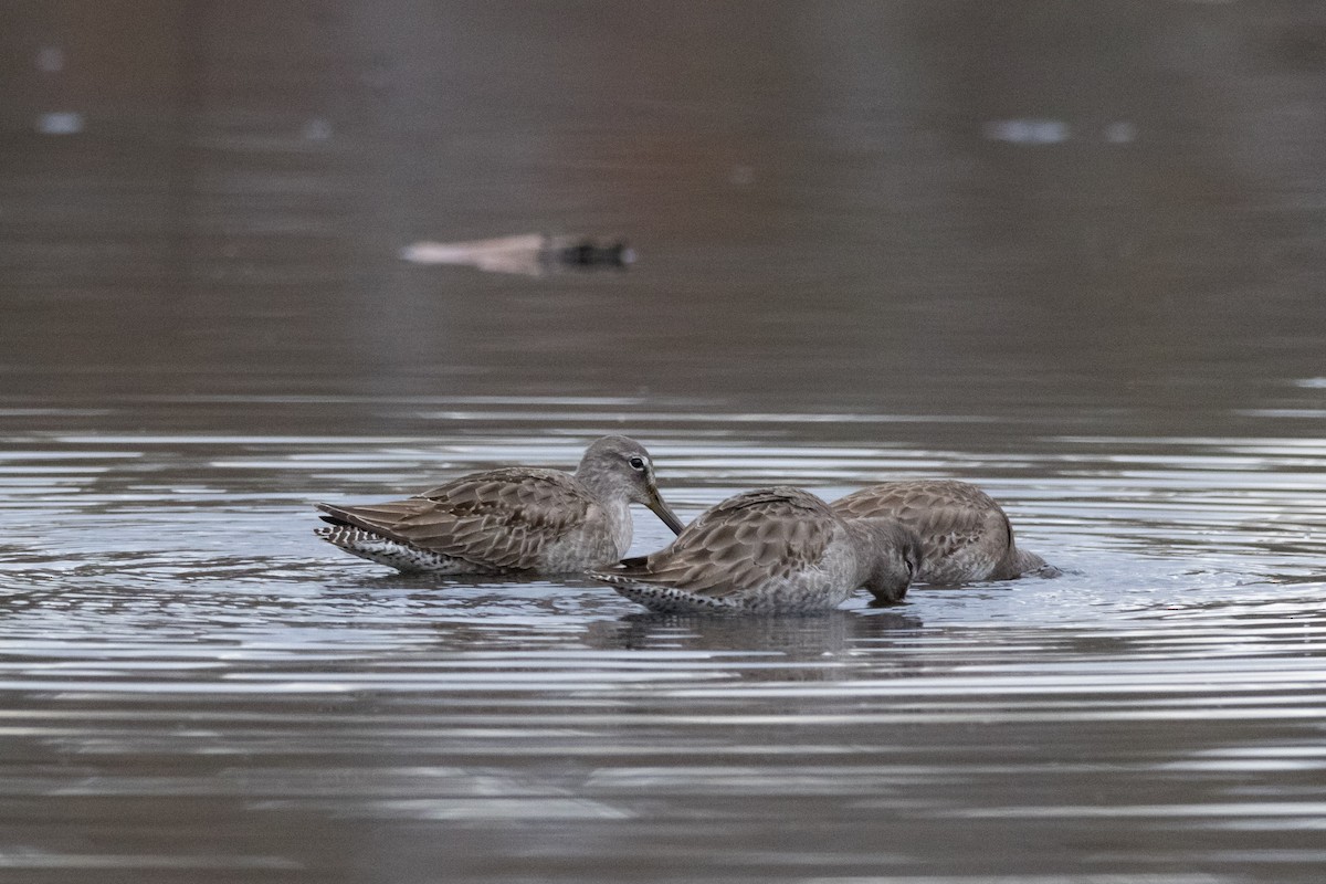 Short-billed/Long-billed Dowitcher - ML612531857