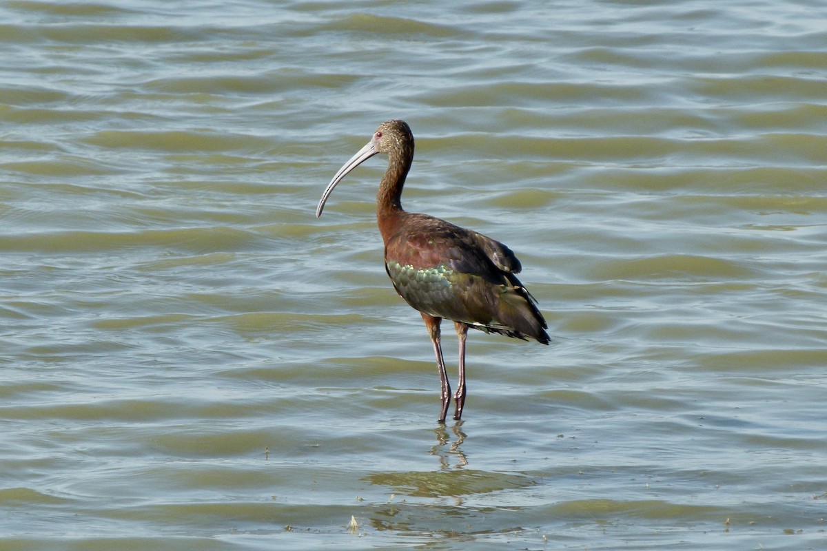 ibis americký - ML612531901