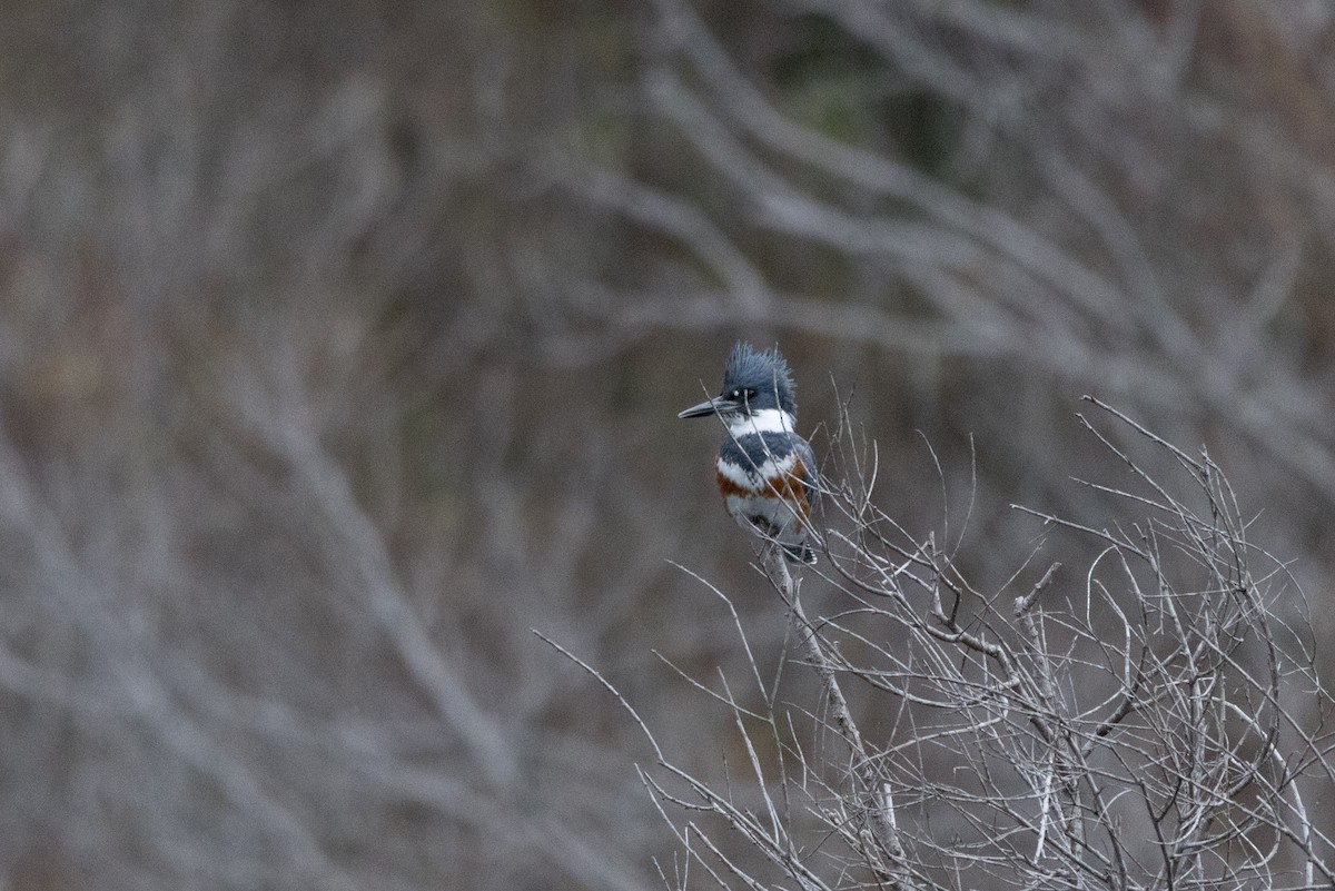 Belted Kingfisher - ML612531911