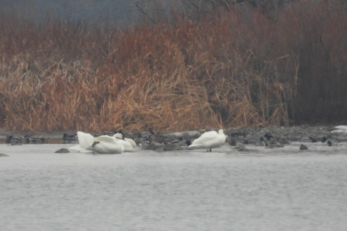 Trumpeter Swan - Valerie Klumper