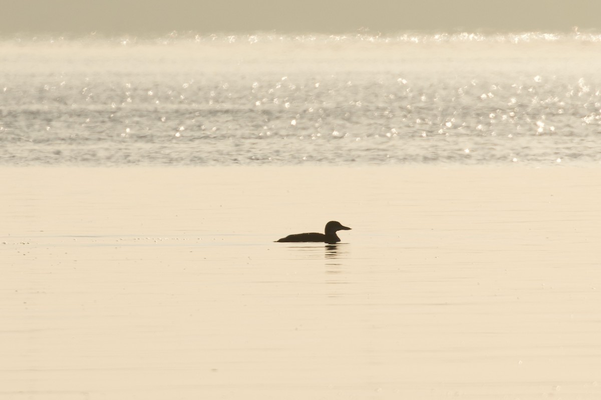 Common Loon - ML612531943