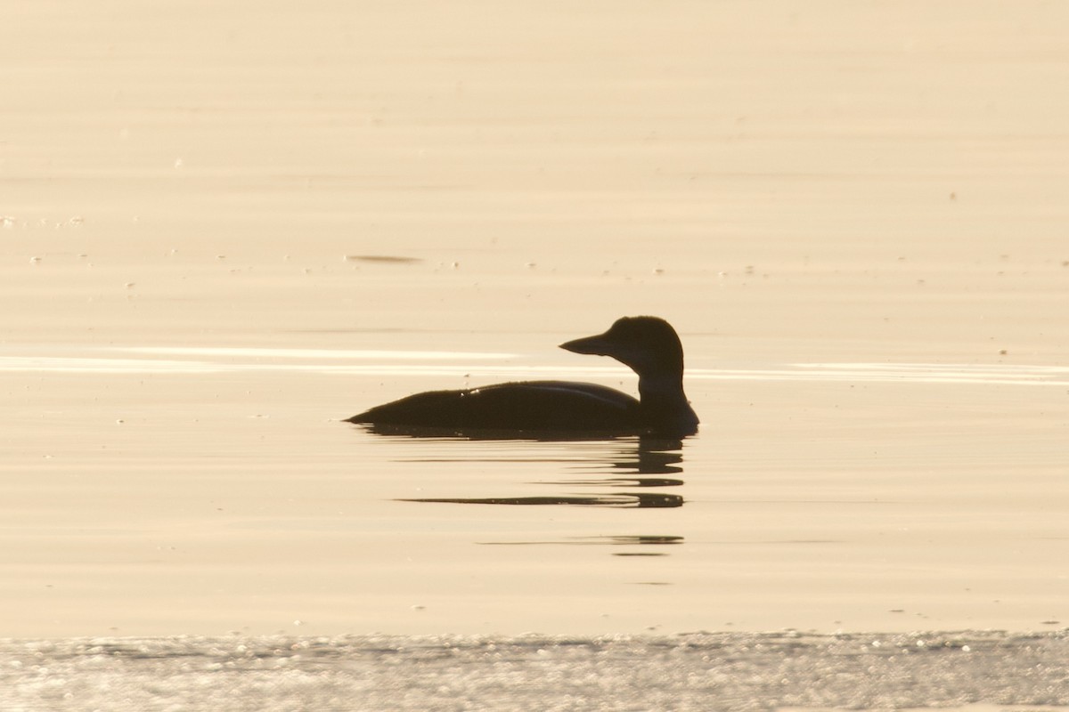 Common Loon - ML612531944