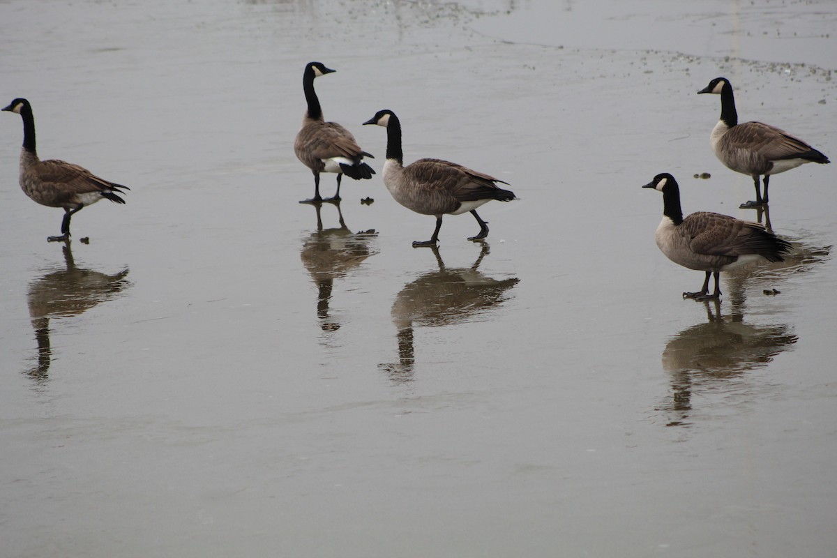 Canada Goose - ML612531975