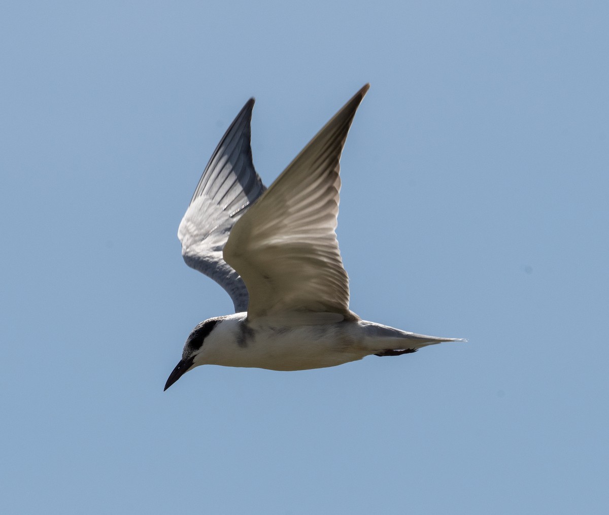 Whiskered Tern - ML612531980