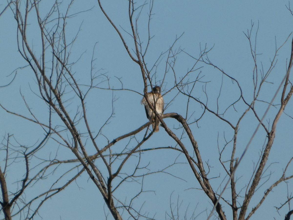 Red-tailed Hawk - ML612531984