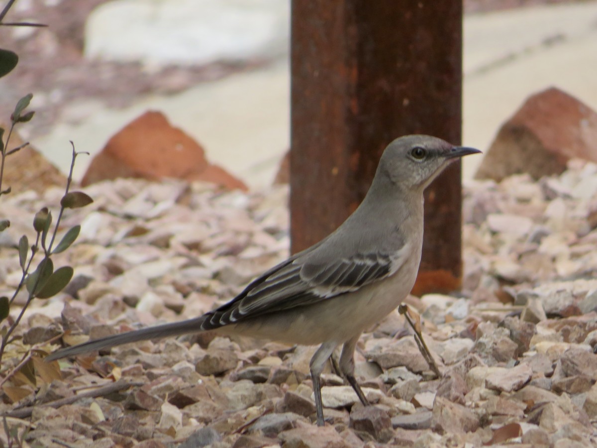 Northern Mockingbird - ML612532035