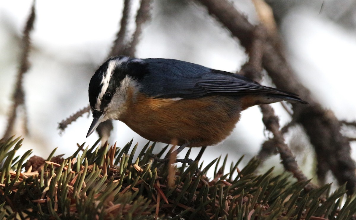 Red-breasted Nuthatch - Don Cassidy