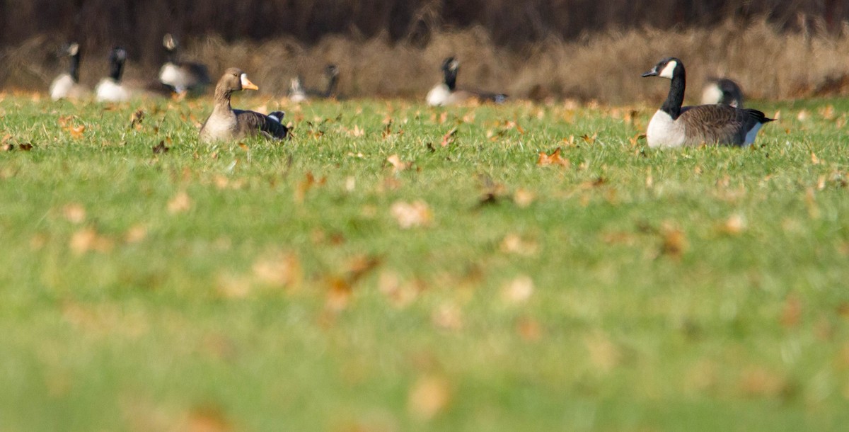 Greater White-fronted Goose - ML612532140