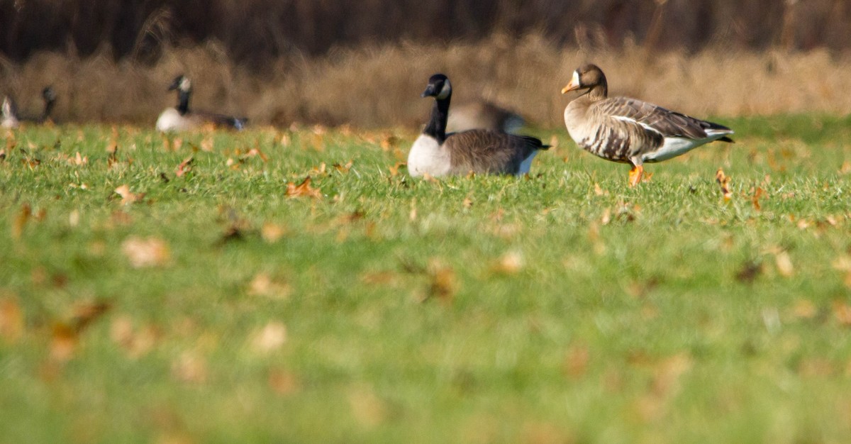 Greater White-fronted Goose - ML612532141