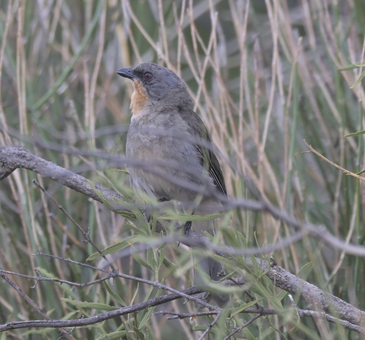 Gilbert's Whistler - ML612532149