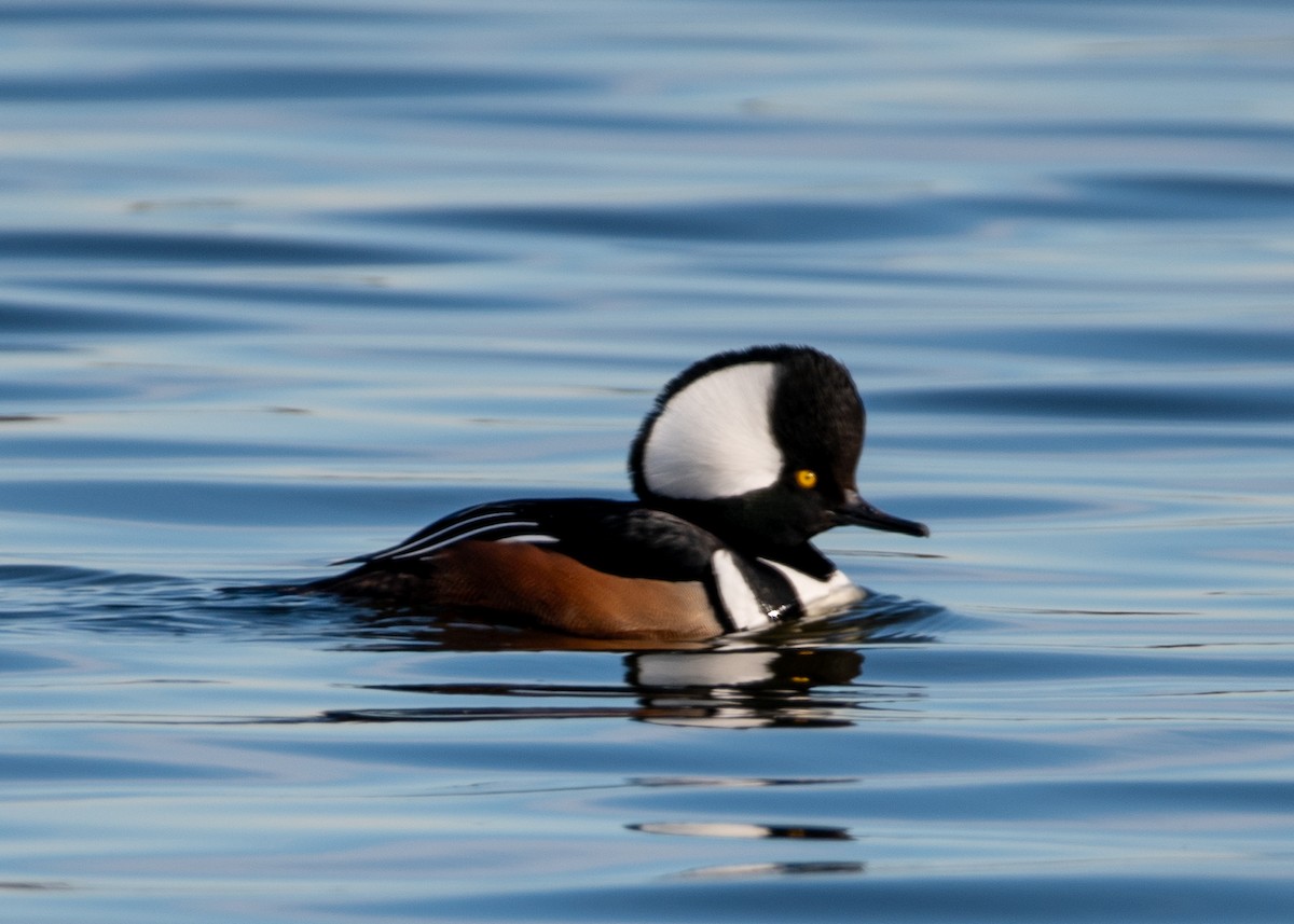 Hooded Merganser - Dennis Elder