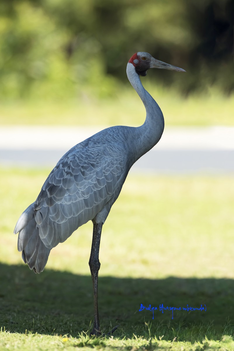 Grulla Brolga - ML612532243